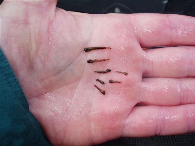 Fish 068.jpg